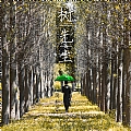 树先生